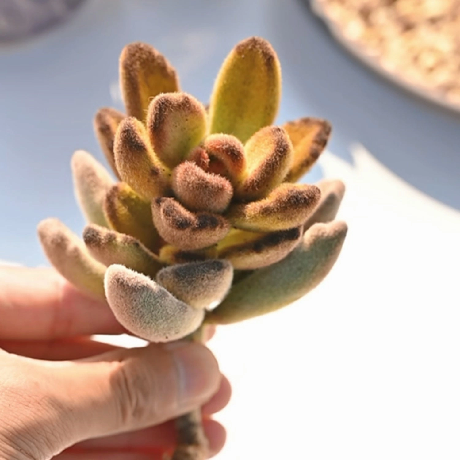 Kalanchoe Tomentosa 'Teddy Bear'