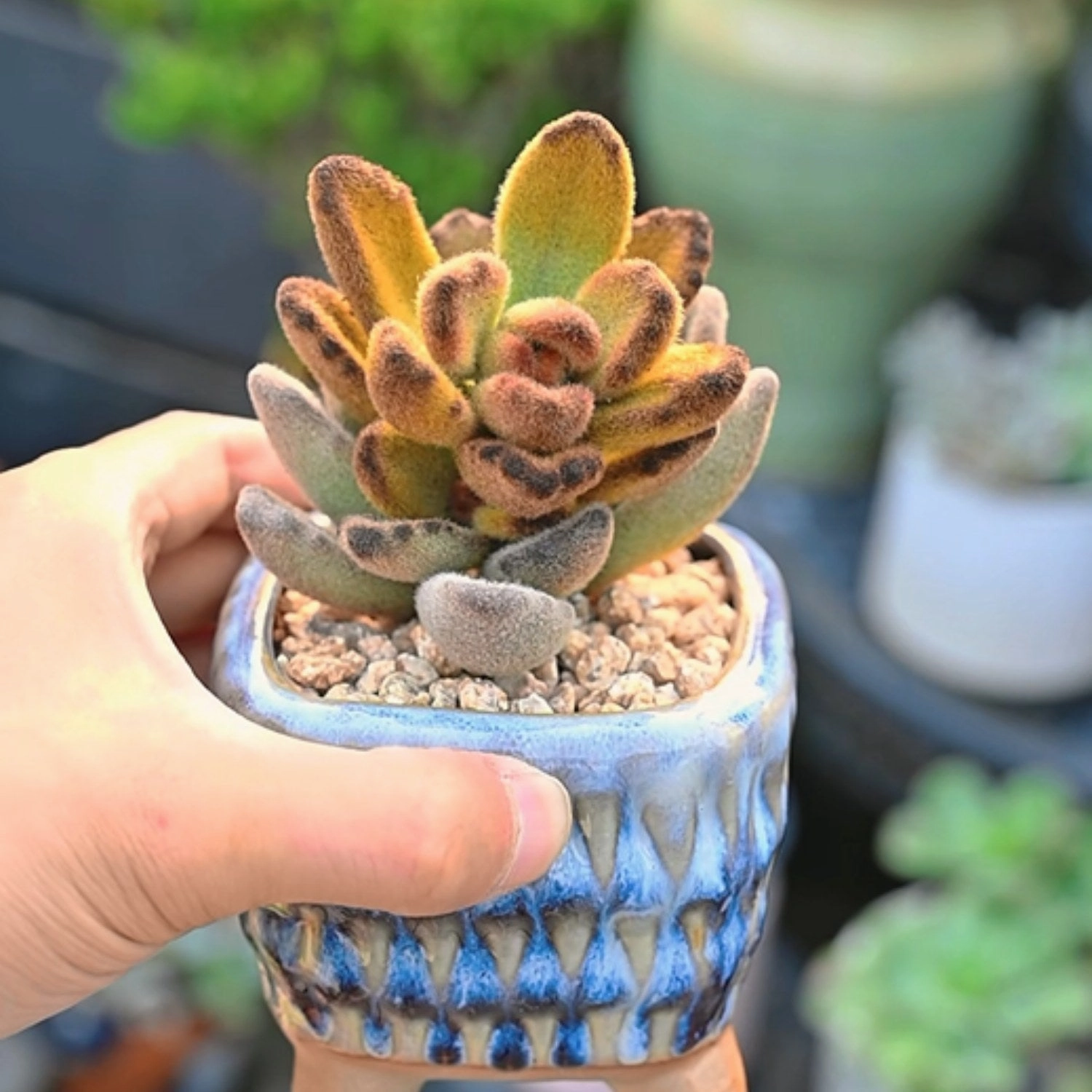 Kalanchoe Tomentosa 'Teddy Bear'