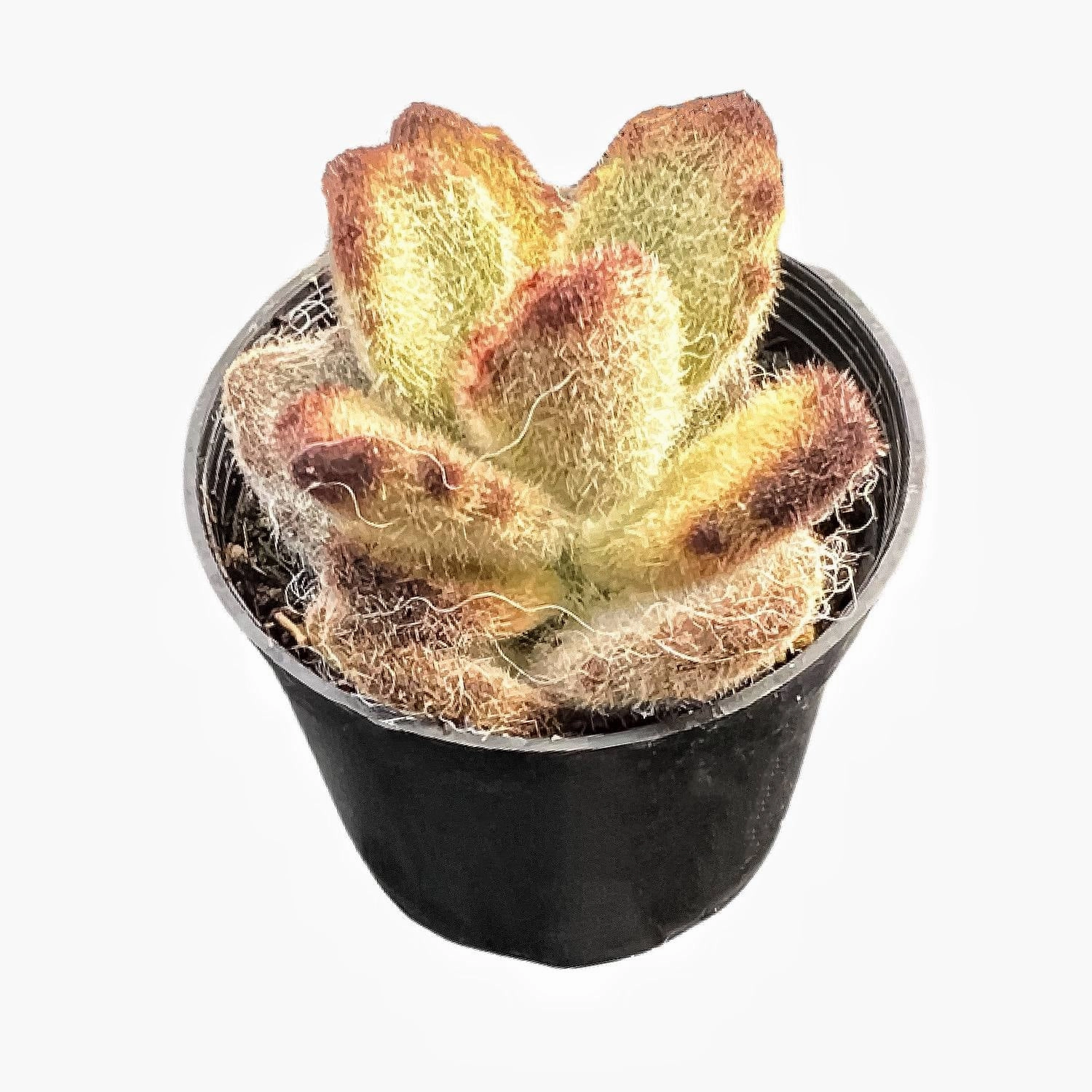 Kalanchoe Tomentosa 'Teddy Bear'
