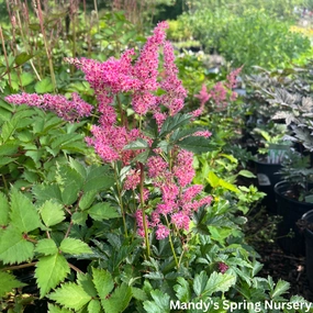 Key Largo Astilbe | Astilbe simplicifolia single layer plant shelf  