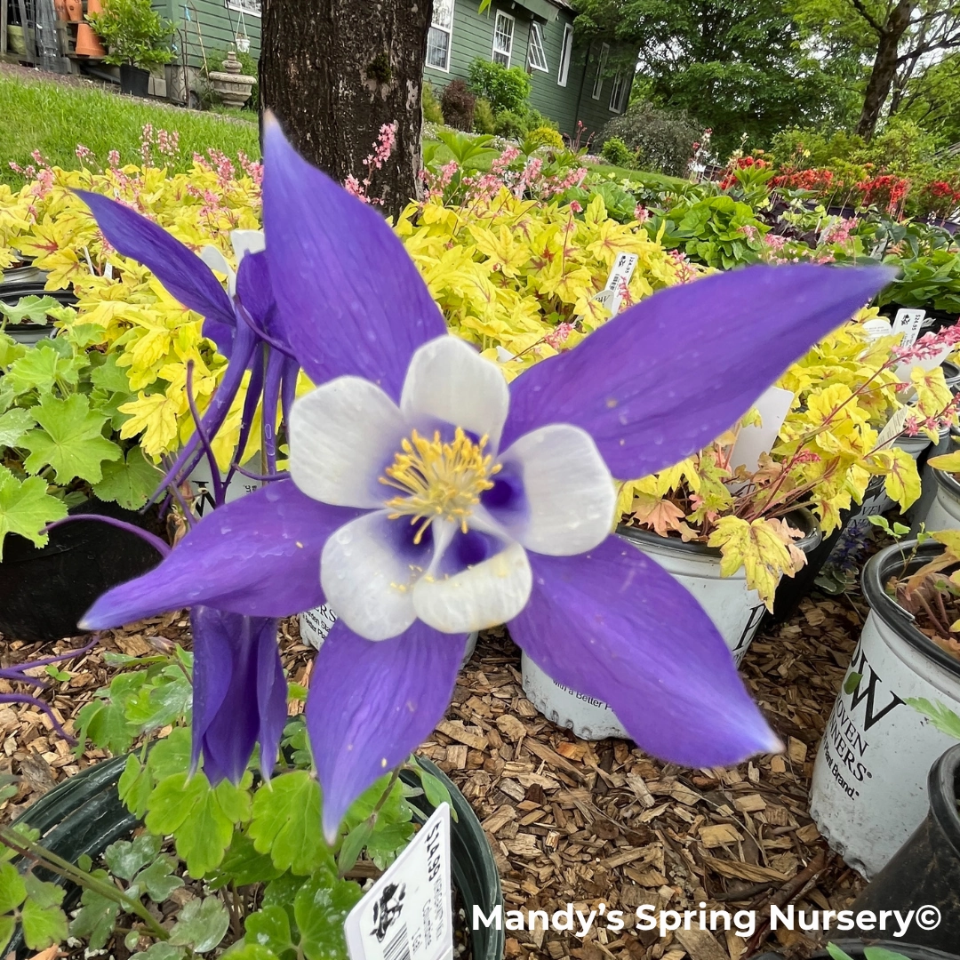 KIRIGAMI Mix Columbine | Aquilegia