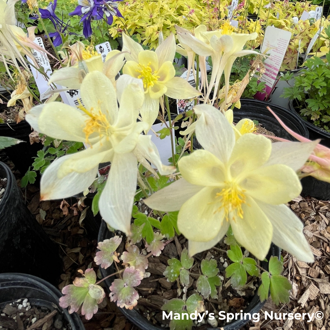 KIRIGAMI Mix Columbine | Aquilegia