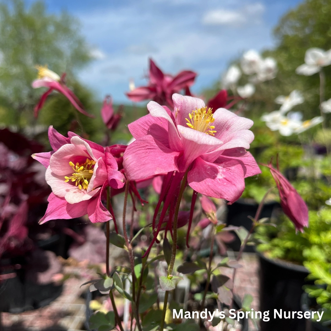 KIRIGAMI Mix Columbine | Aquilegia