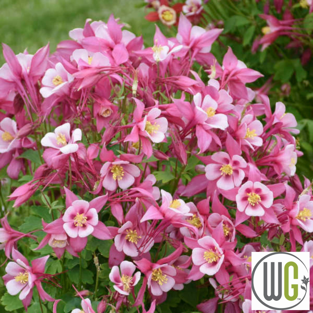 KIRIGAMI Mix Columbine | Aquilegia