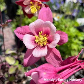 KIRIGAMI Mix Columbine | Aquilegia single layer plant shelf  