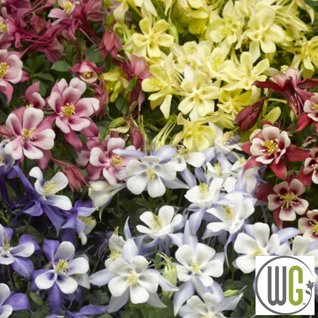 KIRIGAMI Mix Columbine | Aquilegia