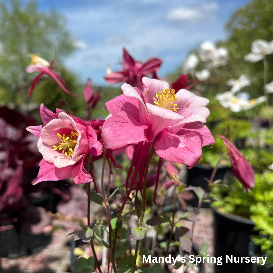 KIRIGAMI Mix Columbine | Aquilegia