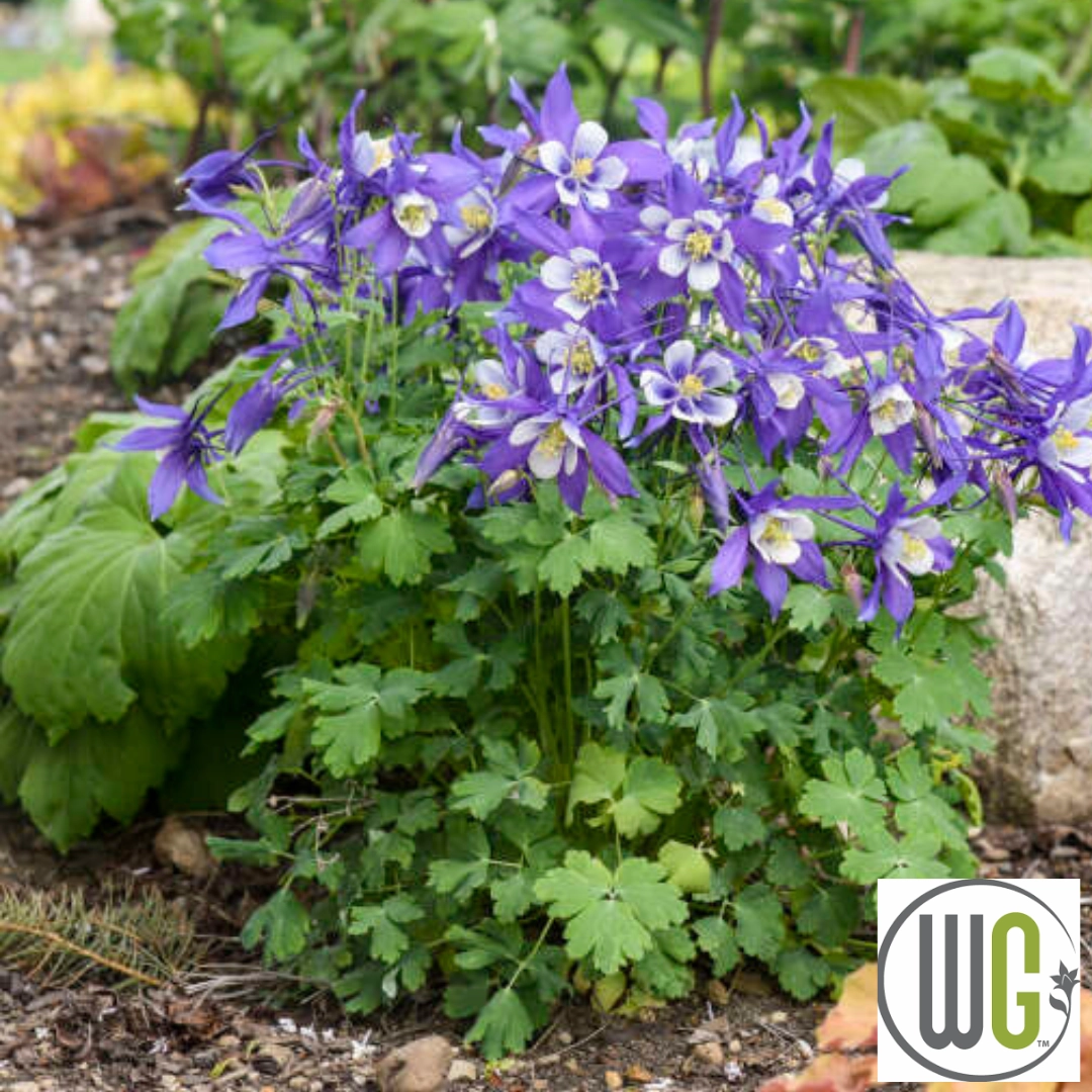 KIRIGAMI Mix Columbine | Aquilegia