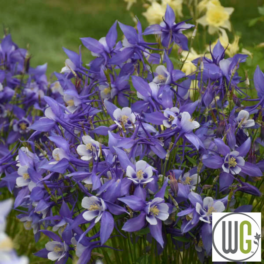 KIRIGAMI Mix Columbine | Aquilegia