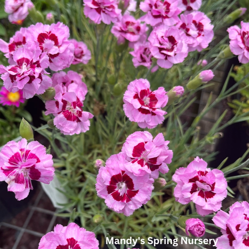 Kiss & Tell Dianthus | Dianthus 'Kiss & Tell' single layer plant shelf  