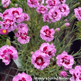 Kiss & Tell Dianthus | Dianthus 'Kiss & Tell' single layer plant shelf  