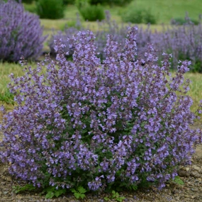 Kitten Around Catmint | Nepeta faassenii 'Kitten Around' traditional flower vase  