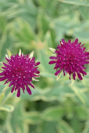 Knautia 'Thunder & Lightning' #1 decorative flowerpot  