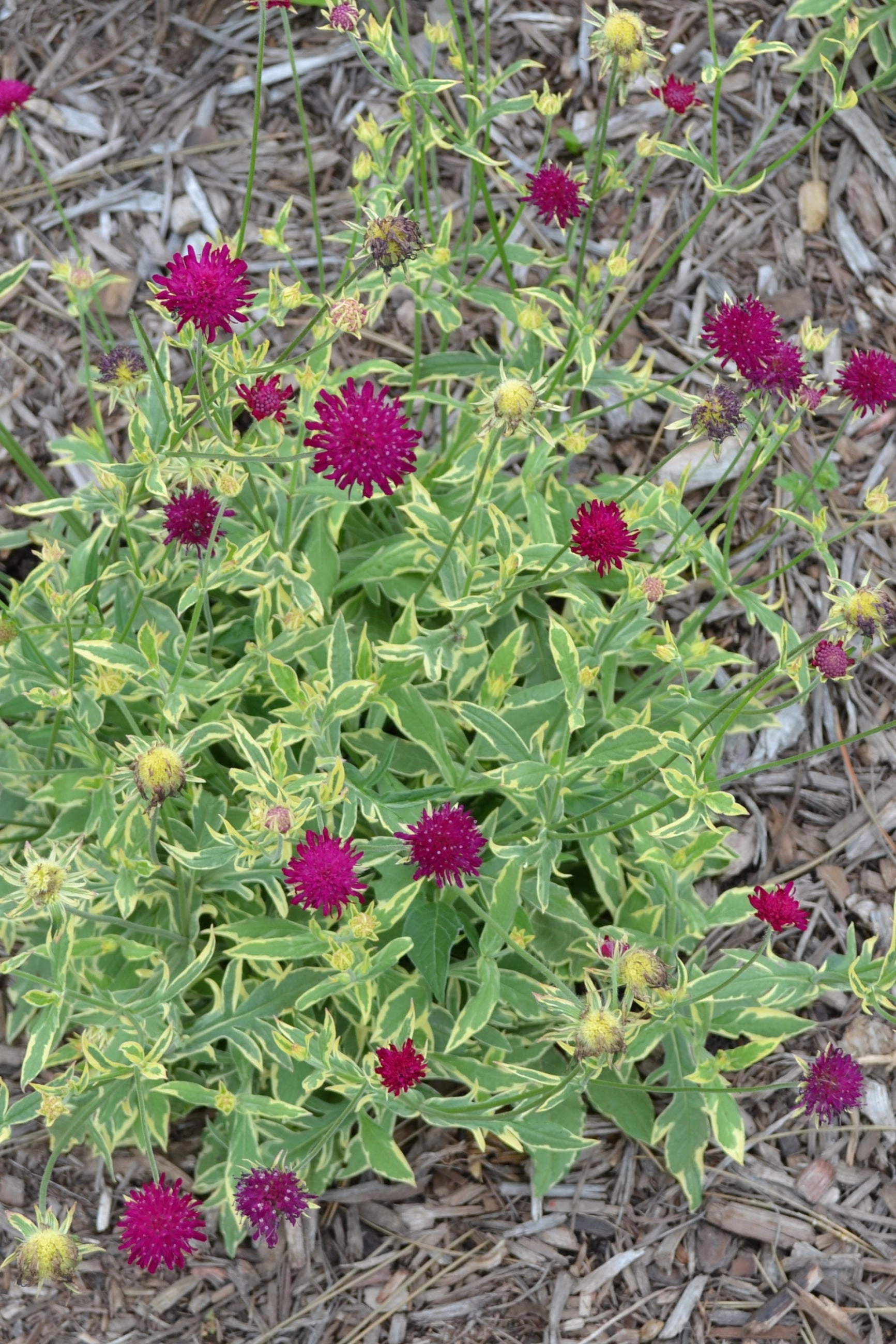 Knautia 'Thunder & Lightning' #1