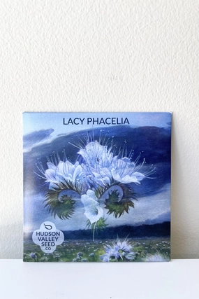 Lacy Phacelia Seeds Art Pack decorative flowerpot  