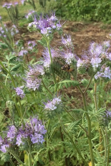 Lacy Phacelia Seeds Art Pack