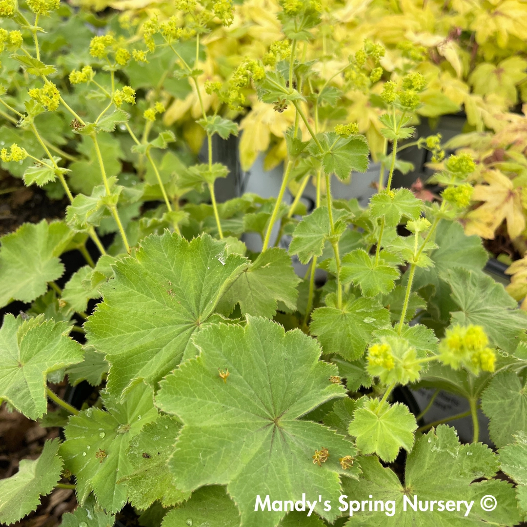 Lady's Mantle Thriller | Alchemilla mollis