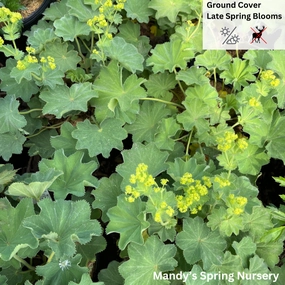  shade perennials