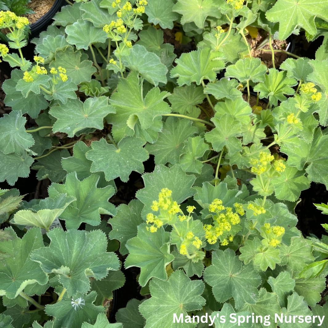 Lady's Mantle Thriller | Alchemilla mollis