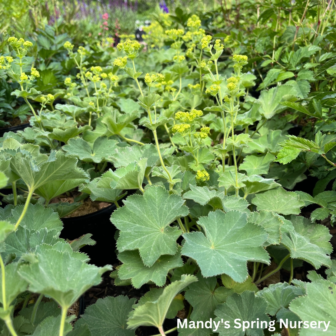 Lady's Mantle Thriller | Alchemilla mollis