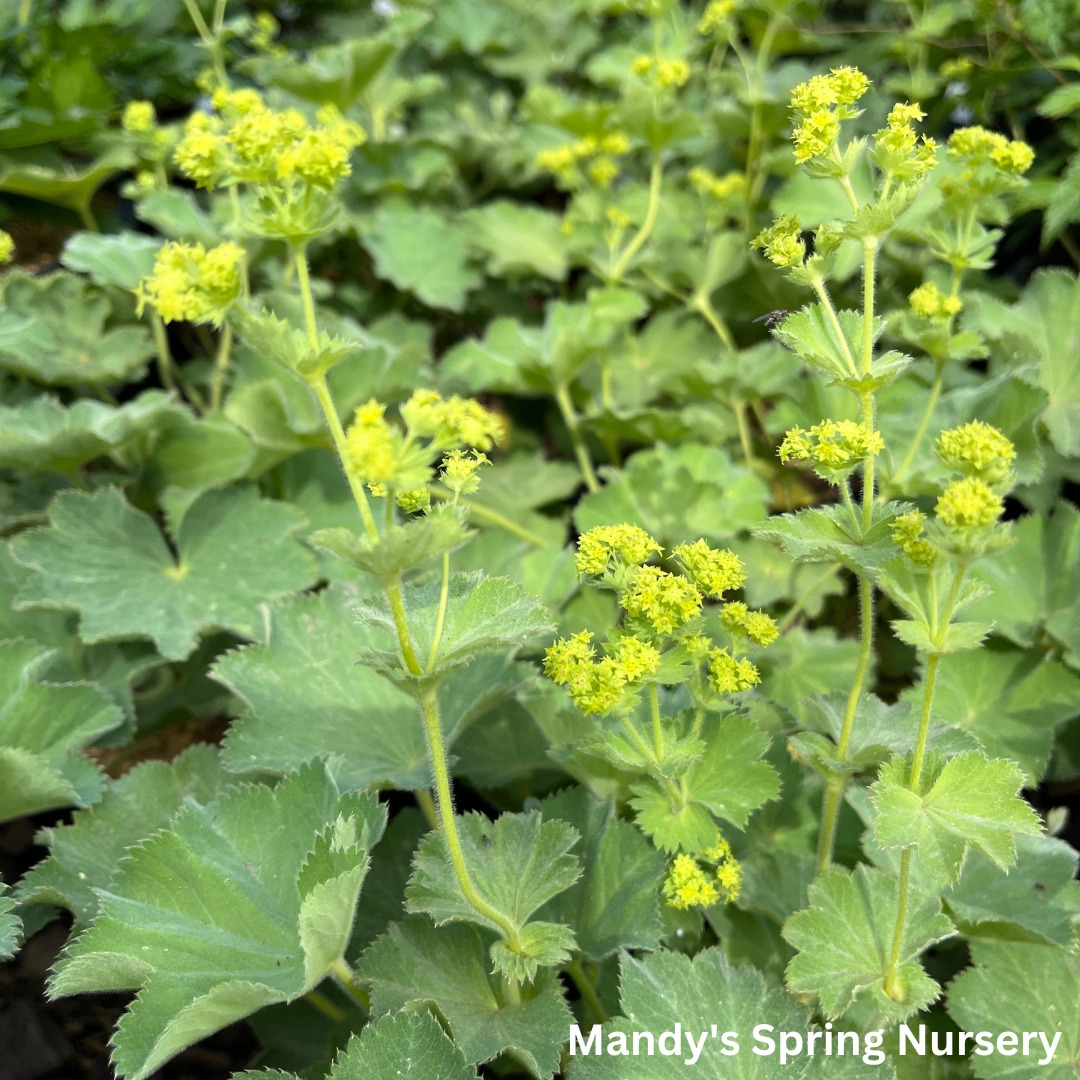 Lady's Mantle Thriller | Alchemilla mollis