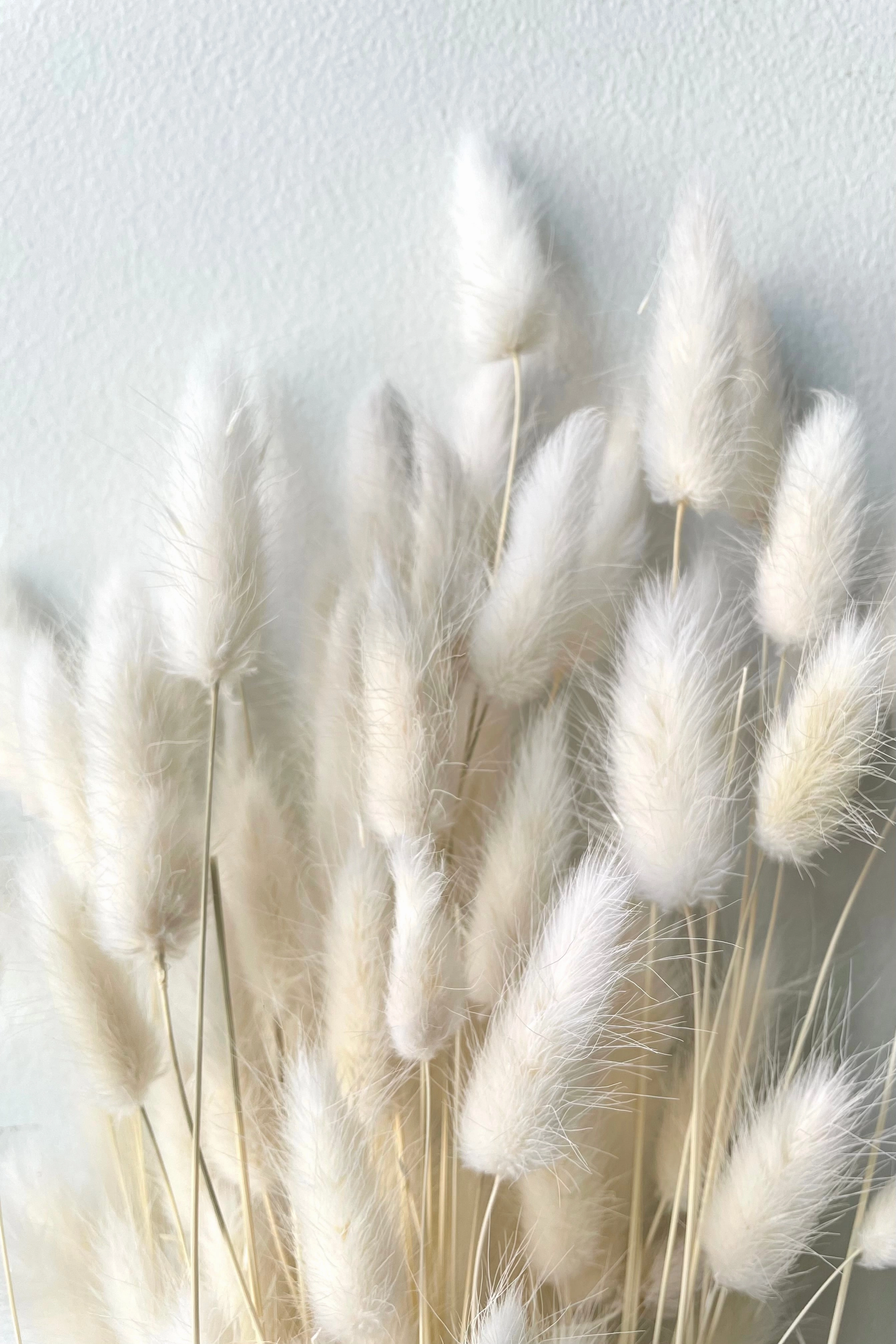 Lagurus Bleached Pastel Preserved Bunch