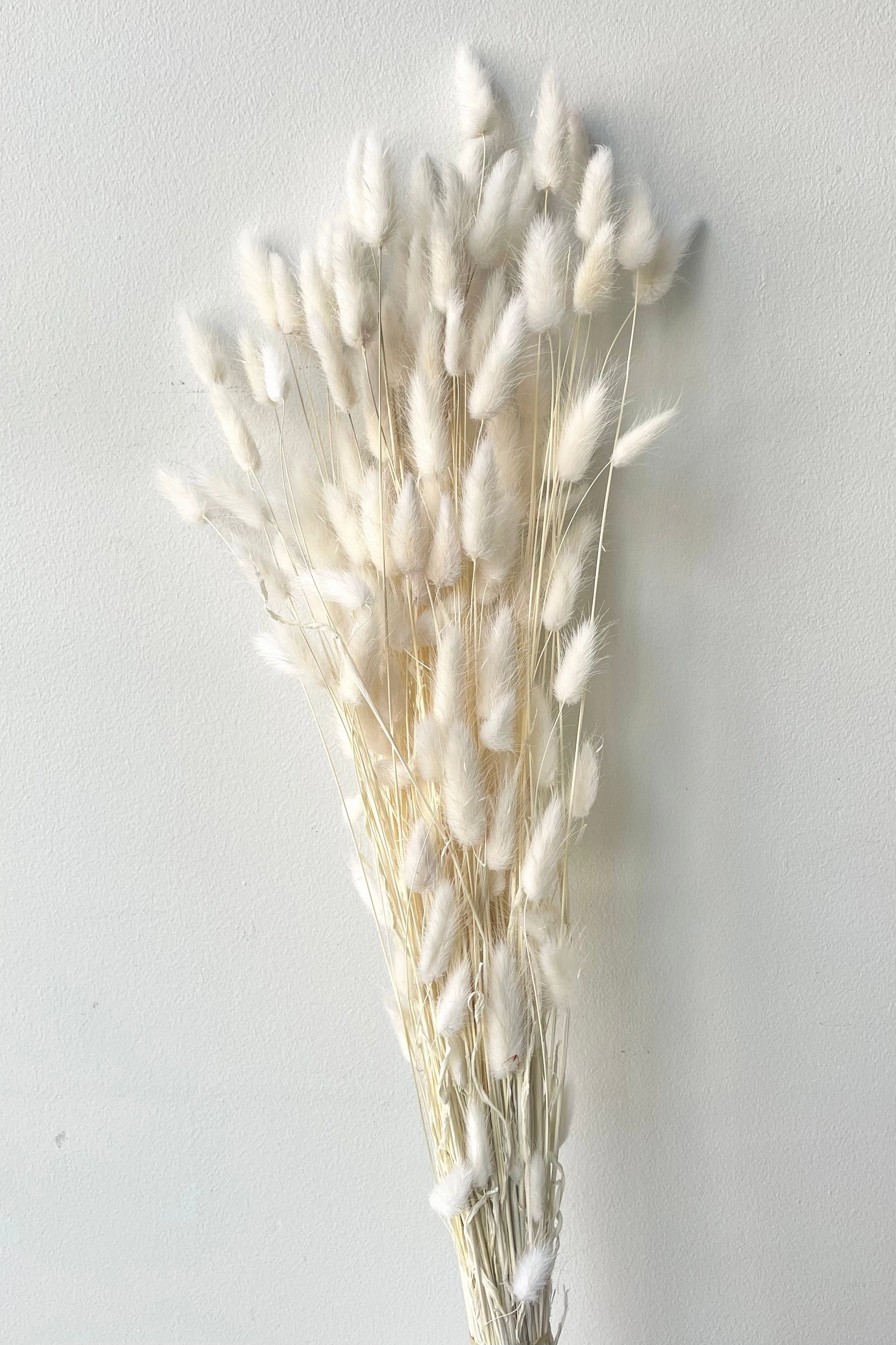 Lagurus Bleached Pastel Preserved Bunch indoor houseplants  