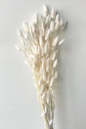 Lagurus Bleached Pastel Preserved Bunch indoor houseplants  