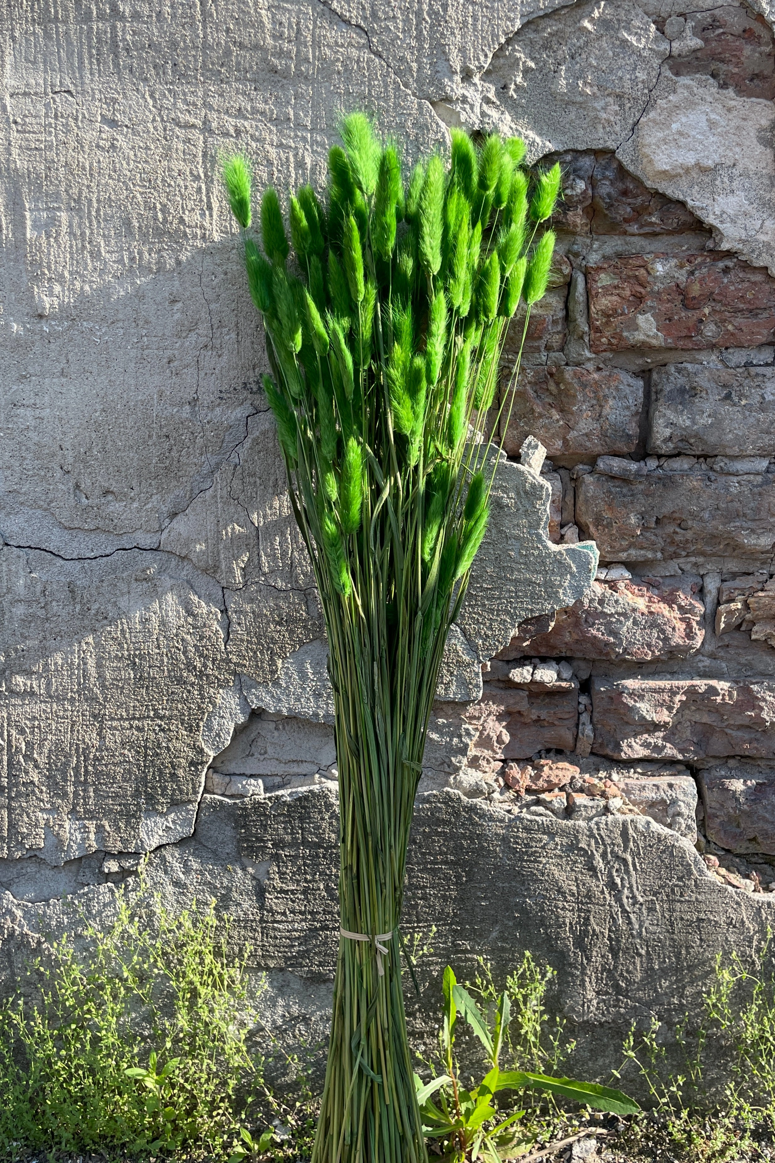 Lagurus Green Color Preserved Bunch