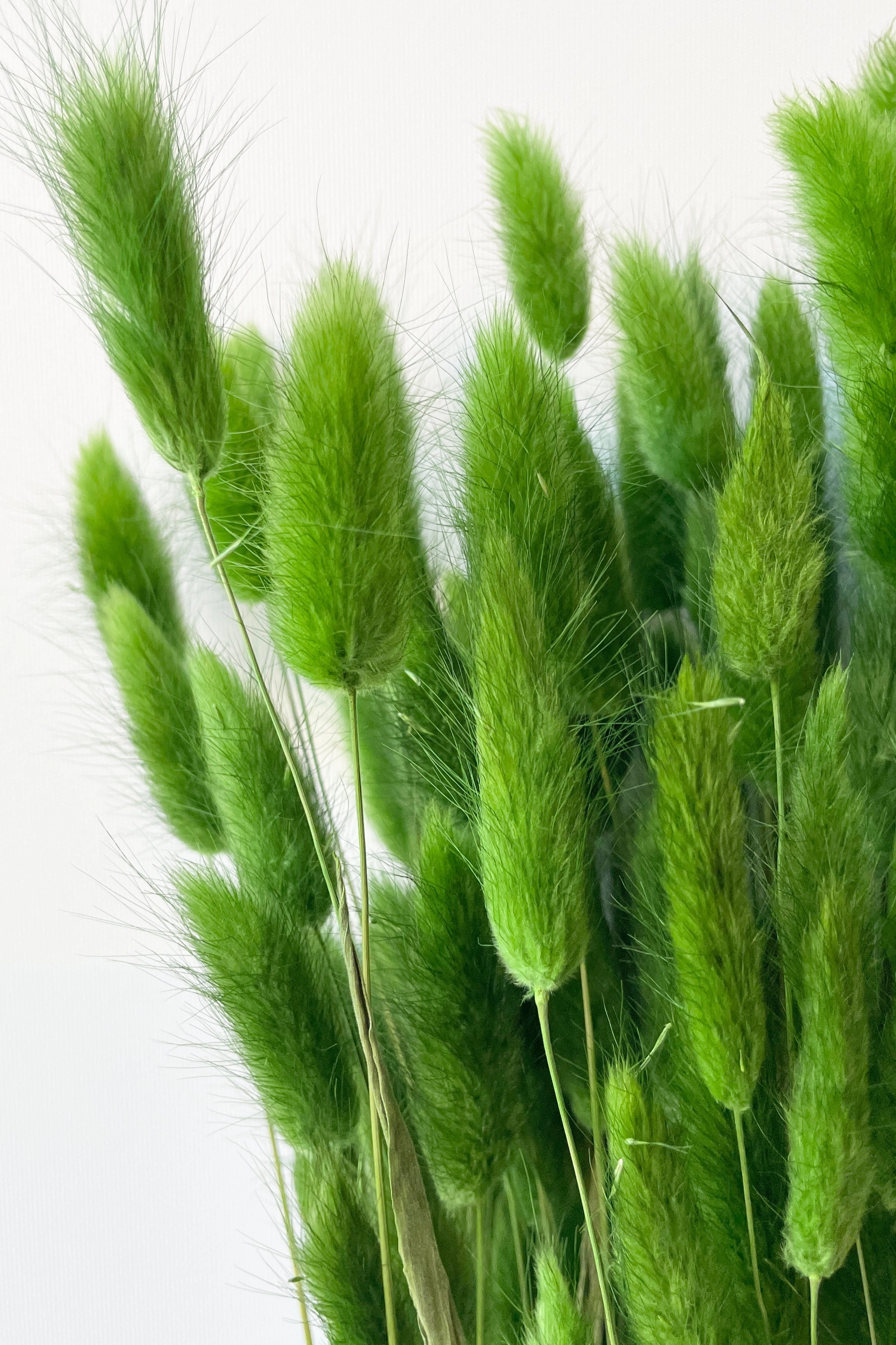 Lagurus Green Color Preserved Bunch indoor houseplants  