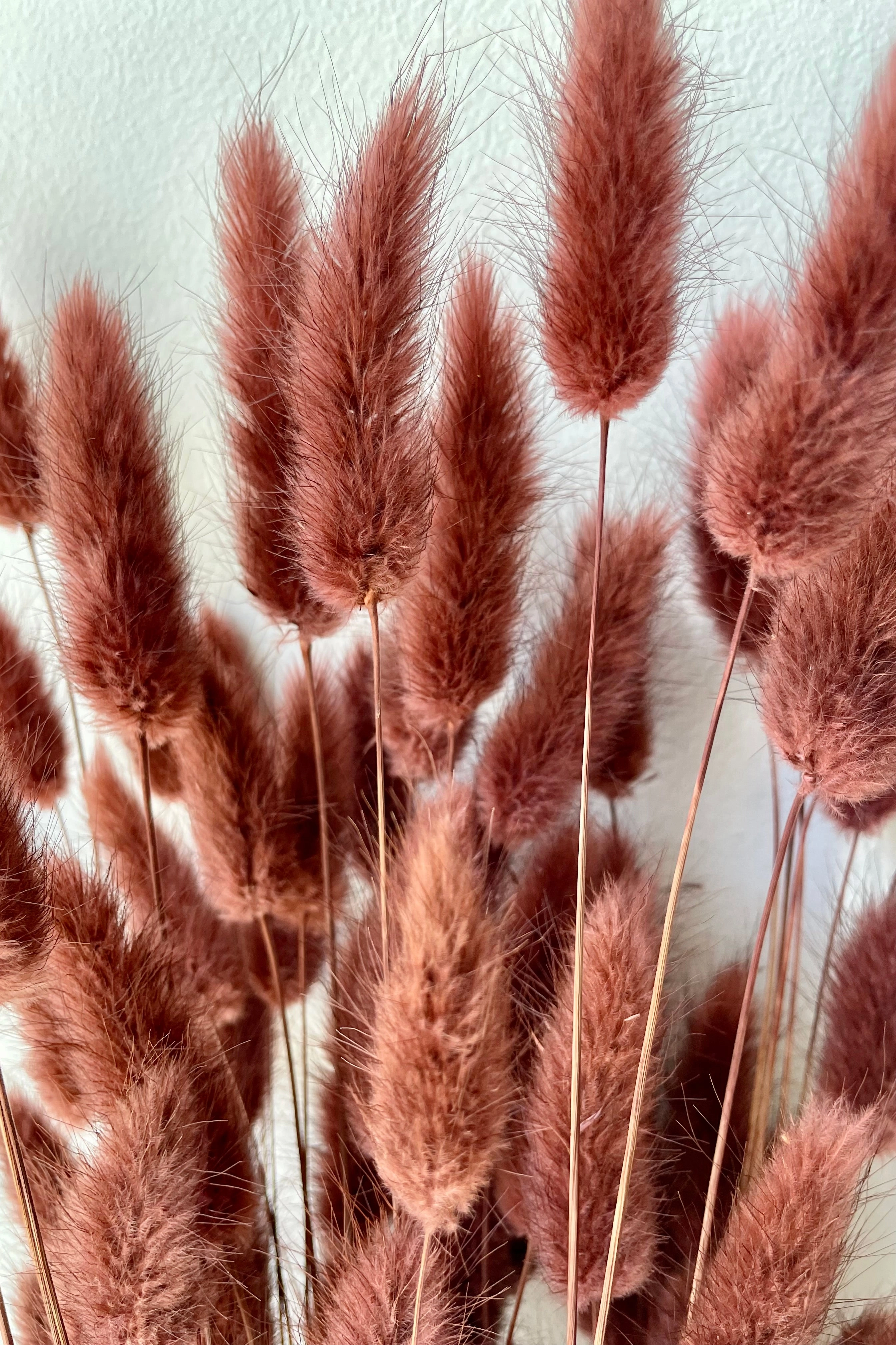 Lagurus Mauve Color Preserved Bunch