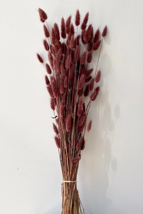 Lagurus Mauve Color Preserved Bunch indoor houseplants  