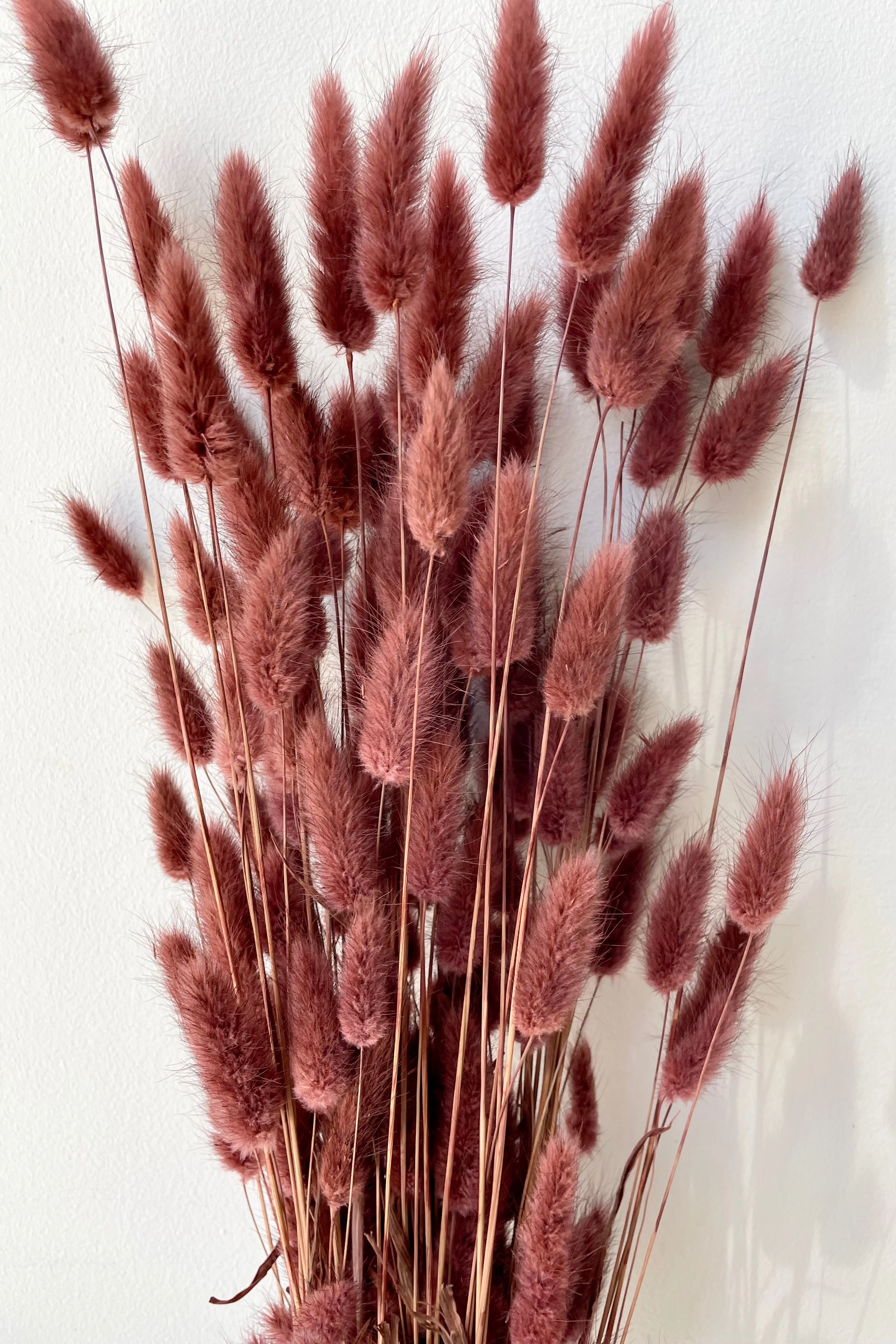 Lagurus Mauve Color Preserved Bunch