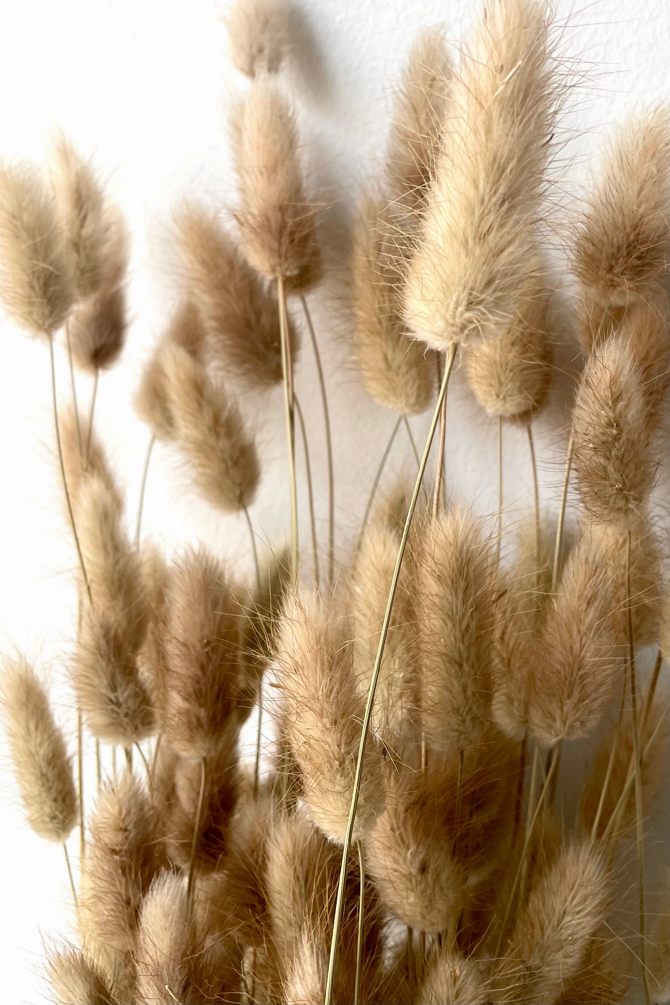 Lagurus Natural Color Preserved Bunch