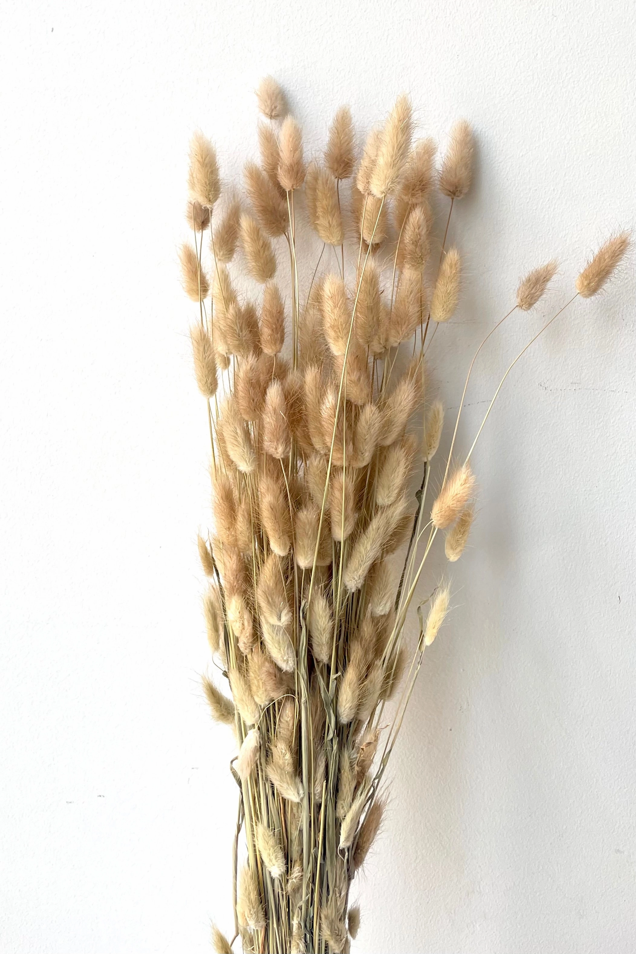 Lagurus Natural Color Preserved Bunch indoor houseplants  