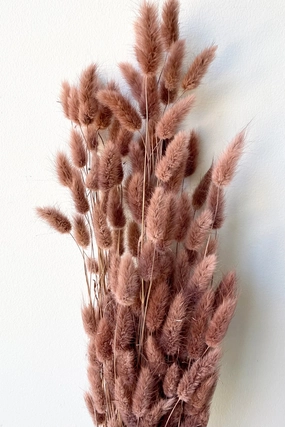 Lagurus Sepia Pastel Preserved Bunch indoor houseplants  