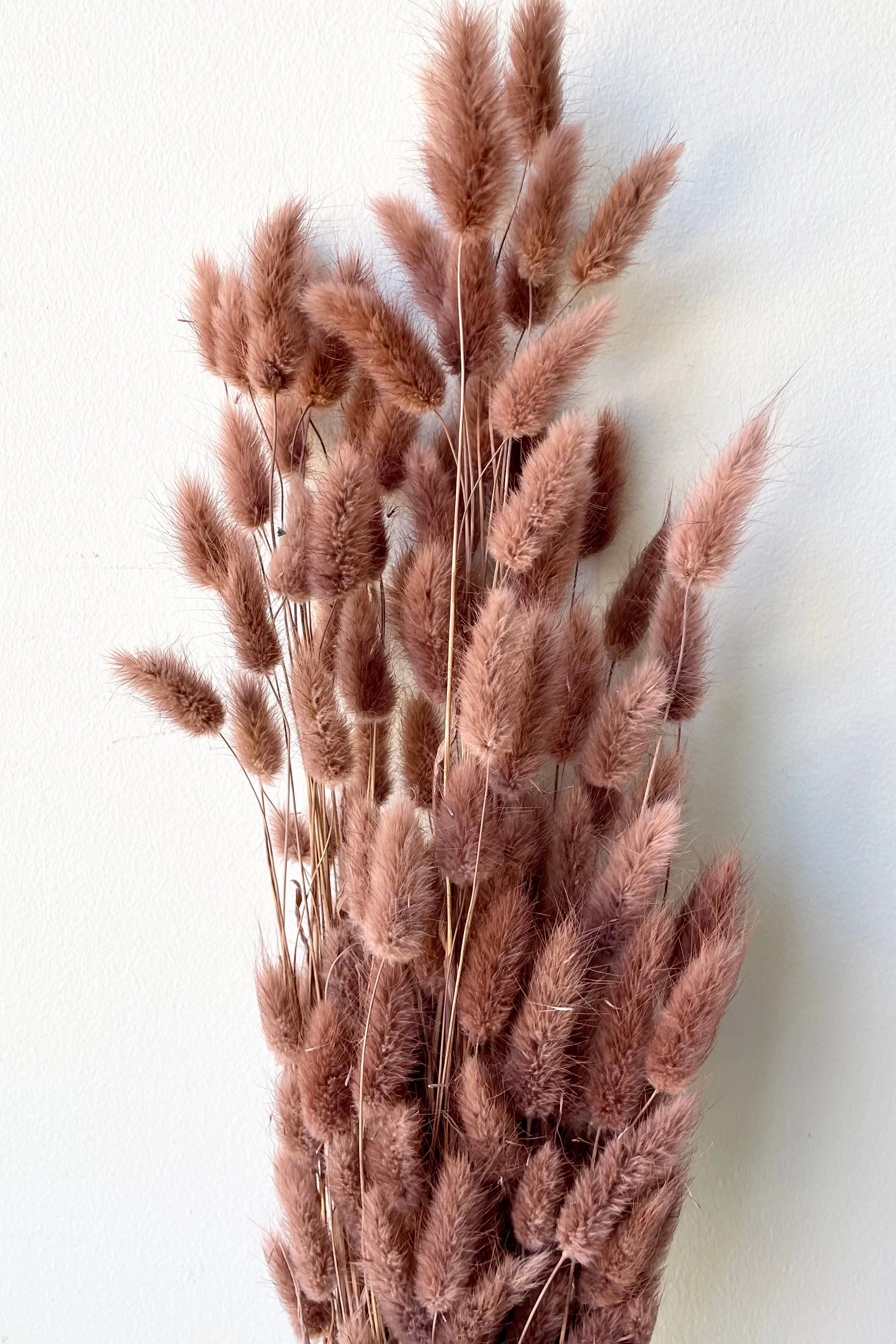 Lagurus Sepia Pastel Preserved Bunch indoor houseplants  