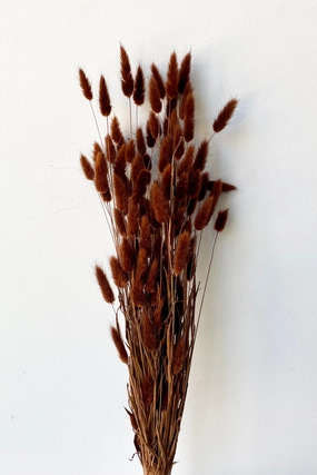 Lagurus Warm Brown Color Preserved Bunch indoor houseplants  