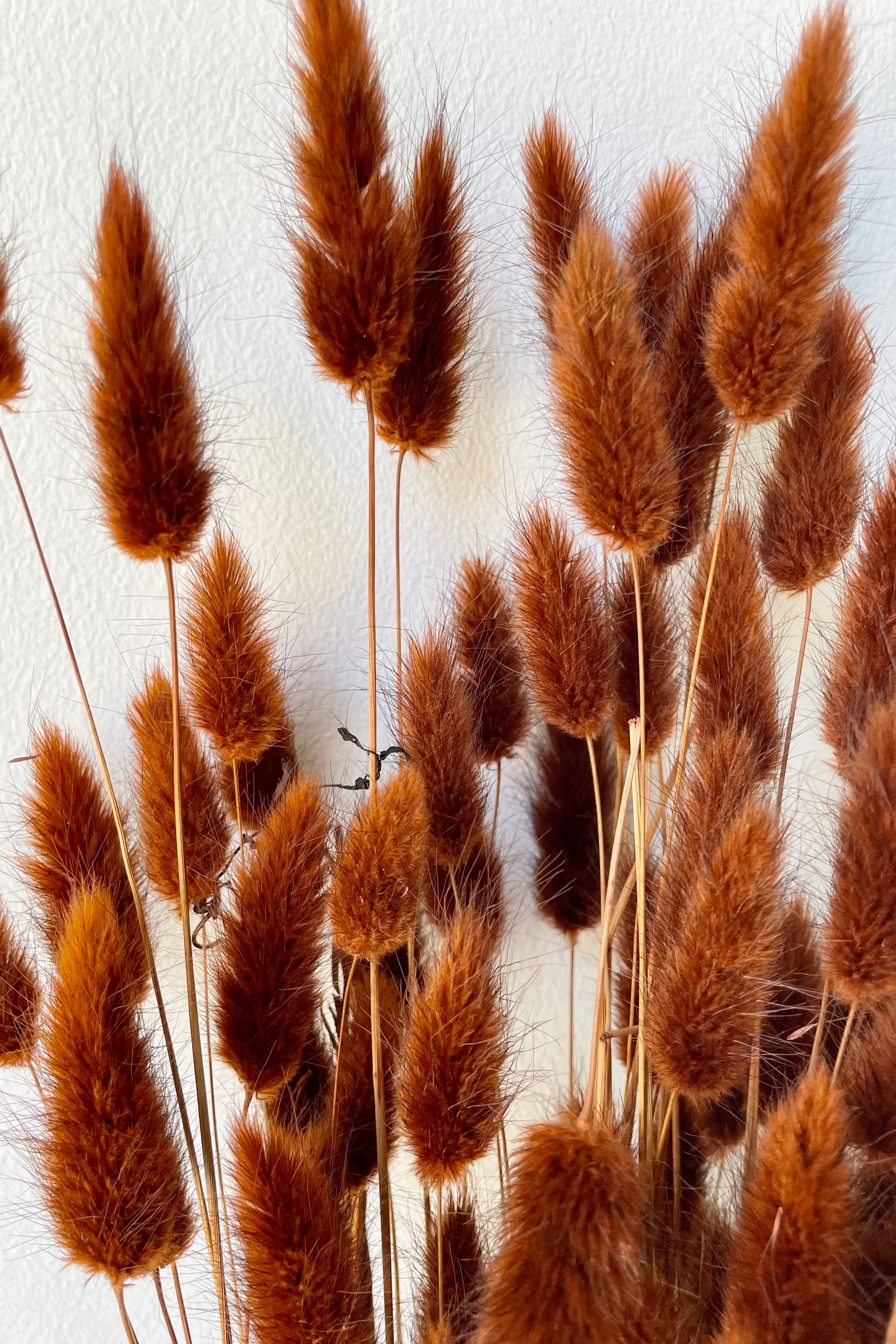 Lagurus Warm Brown Color Preserved Bunch