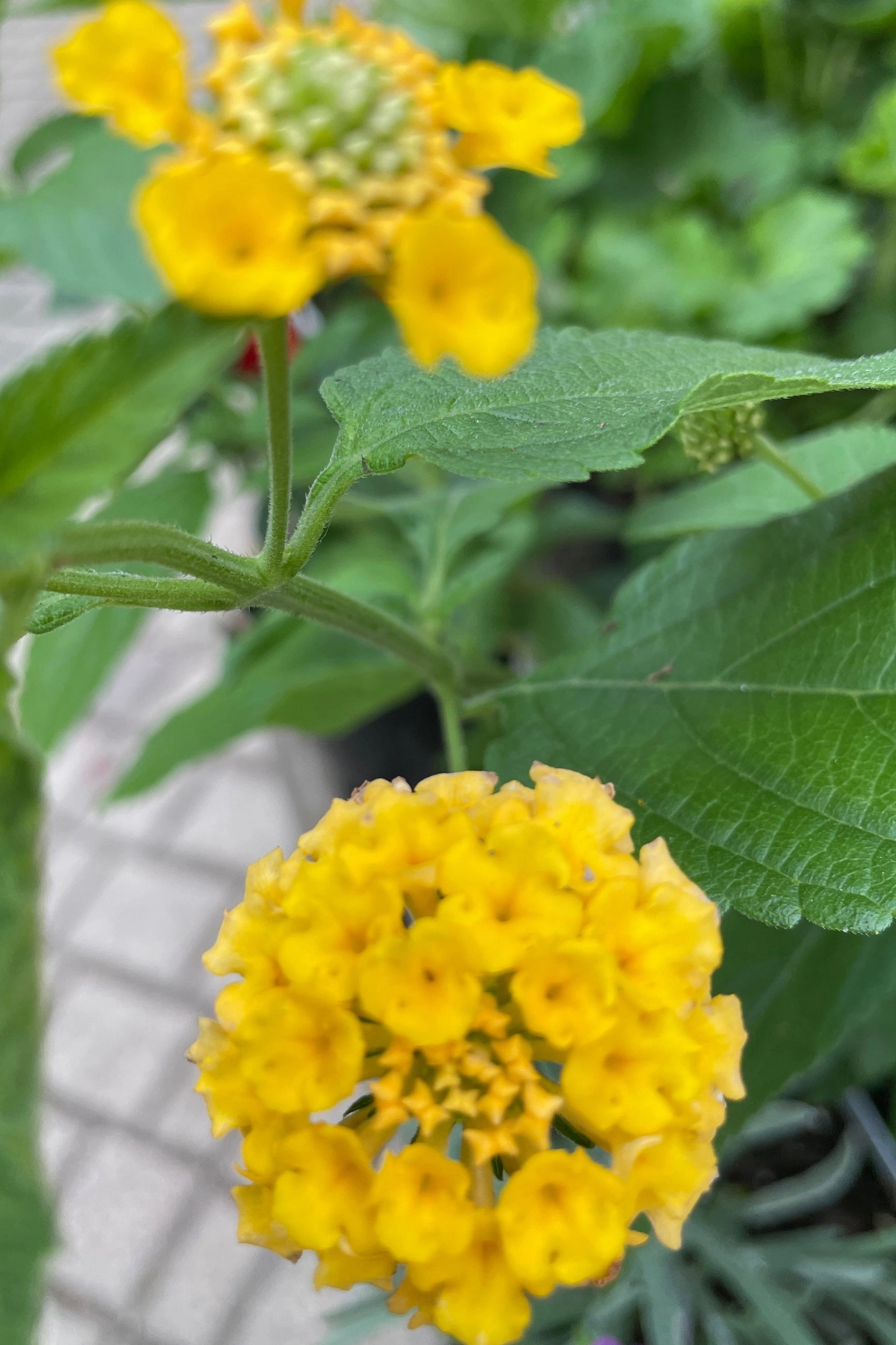 Lantana (assorted) 4.5"