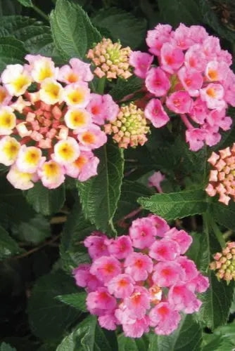 Lantana (assorted) 4.5"