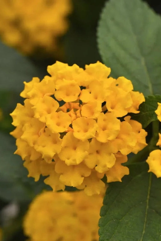 Lantana (assorted) 4.5"