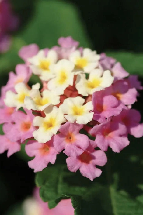 Lantana (assorted) 4.5"