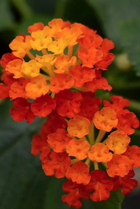 Lantana (assorted) 4.5"