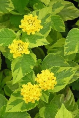 Lantana (assorted) 4.5"