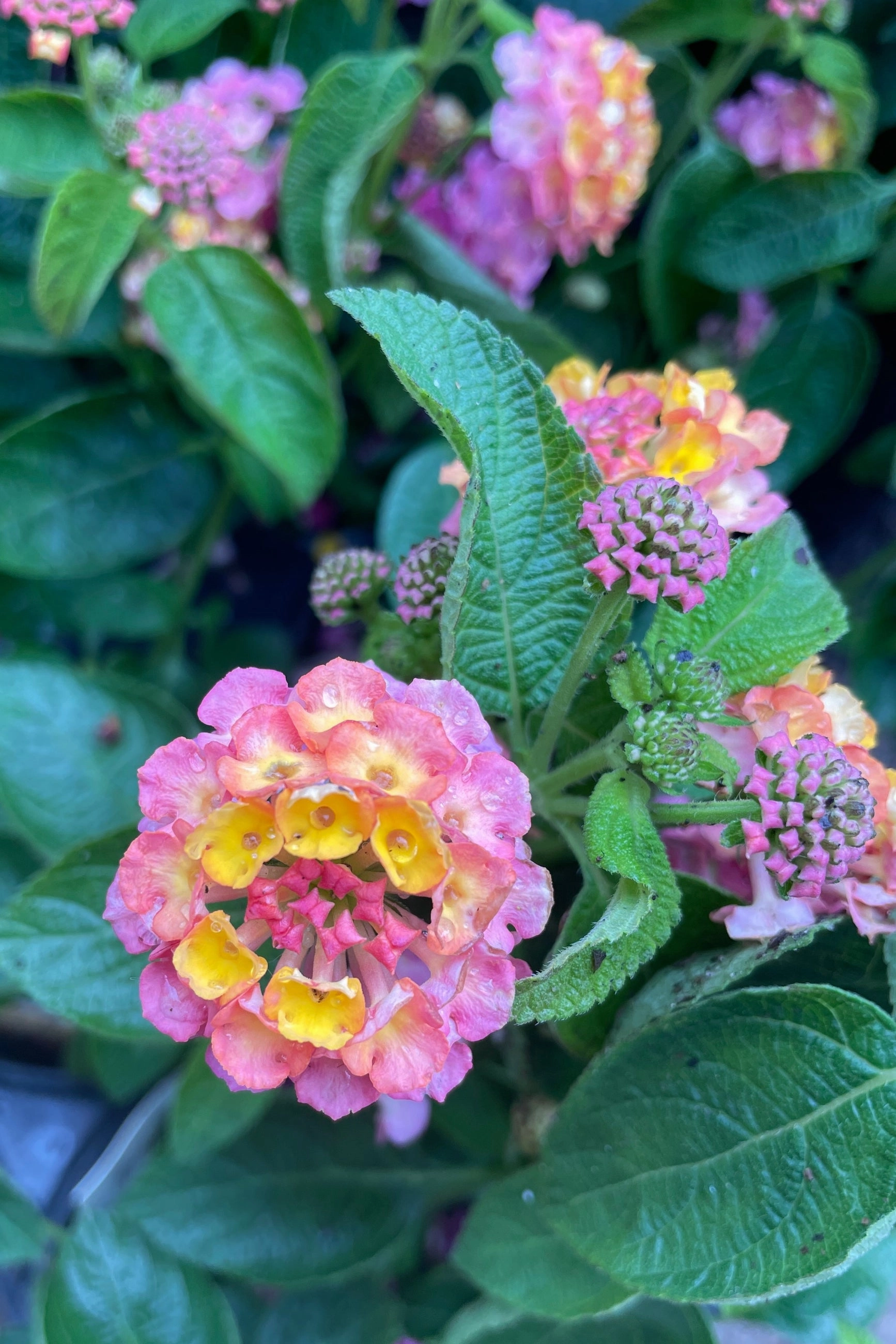 Lantana (assorted) 4.5"