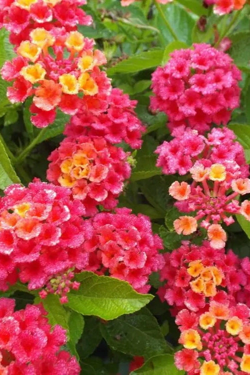 Lantana (assorted) 4.5"