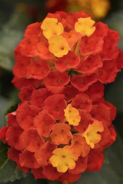 Lantana (assorted) 4.5"