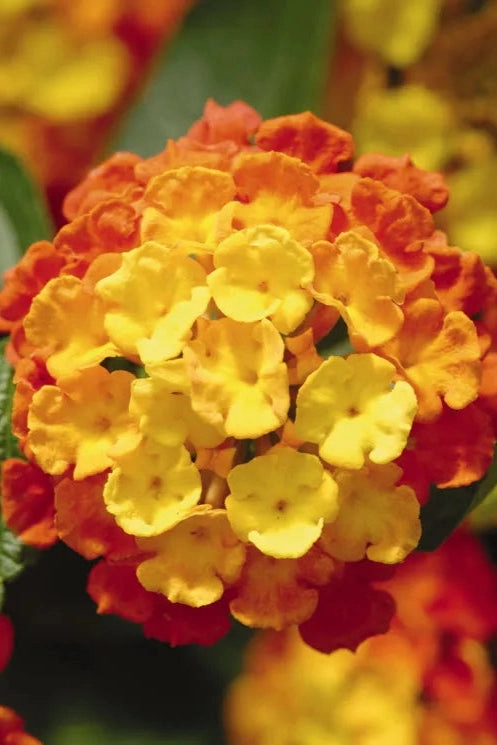 Lantana (assorted) 4.5"