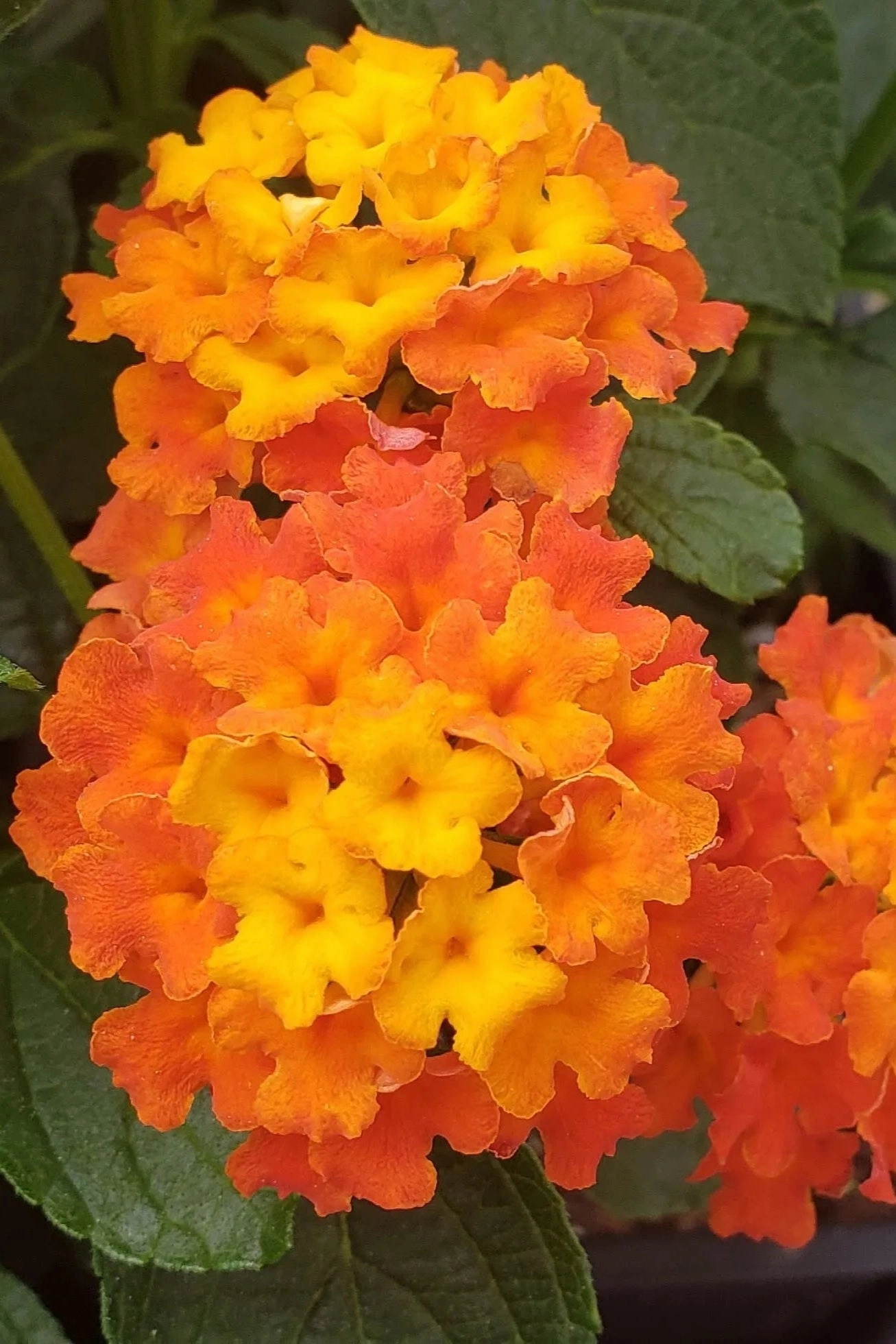 Lantana (assorted) 4.5"